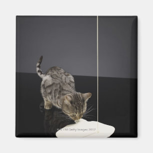 Silver tabby cat drinking cream from floor magnet