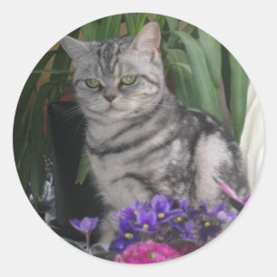 Silver tabby - cat sticker