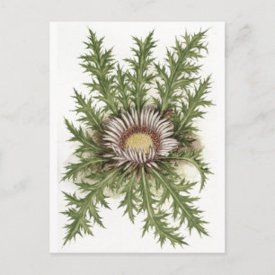 Silver Thistle Collection Postcard