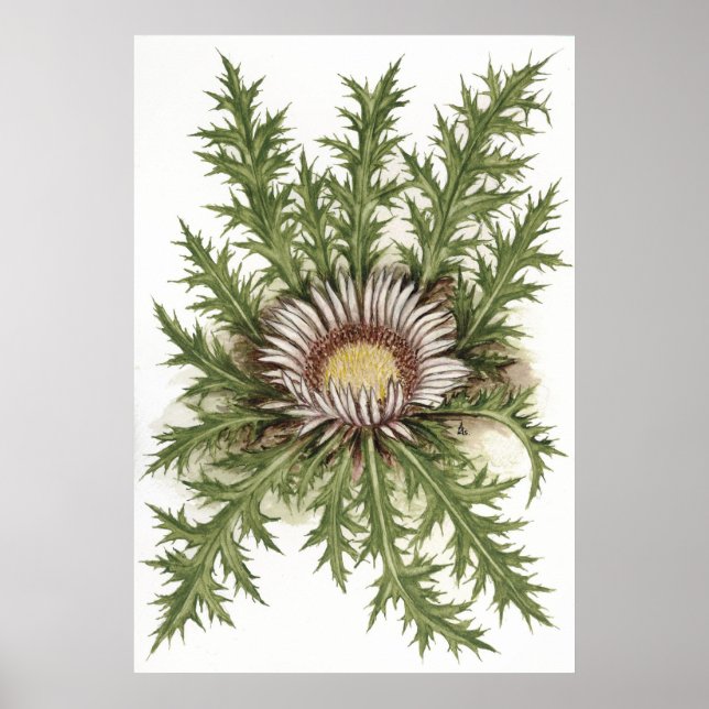 Silver Thistle --  Sue Abonyi Poster (Front)