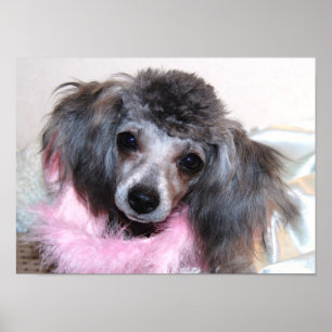 Silver Toy Poodle Face Poster