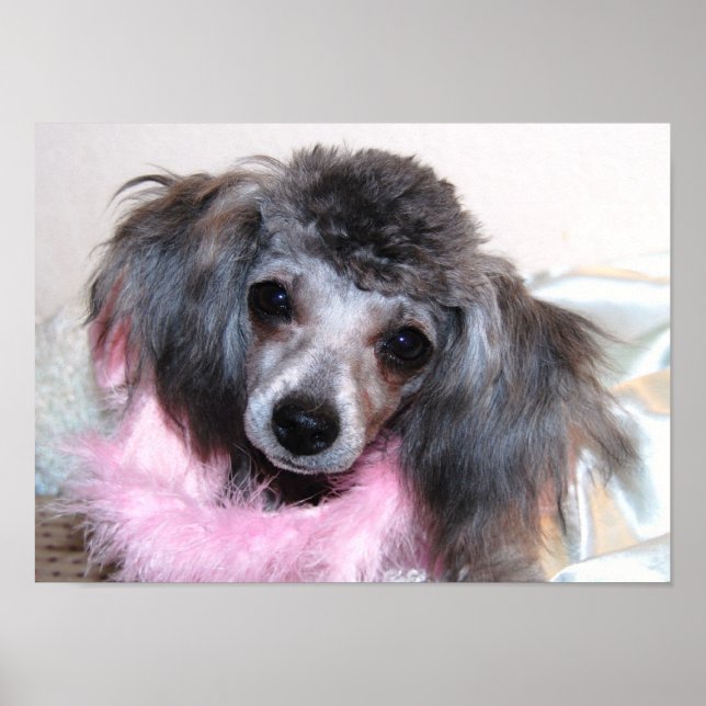 Silver Toy Poodle Face Poster (Front)