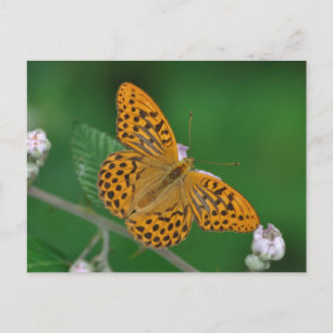 Silver-washed Fritillary postcard