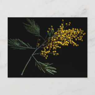 Silver Wattle Flowers Postcard