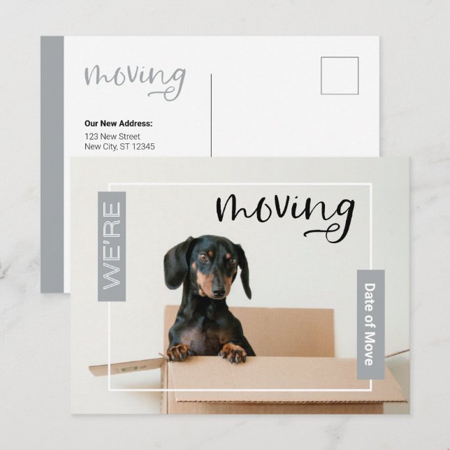 Silver We're Moving Dachshund Dog in Box Postcard (Front/Back)