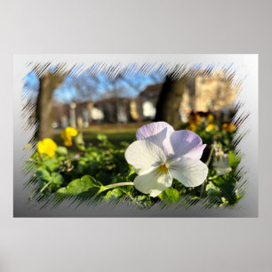 Silver white pansy poster