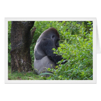 Silverback