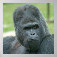 Silverback Dishi