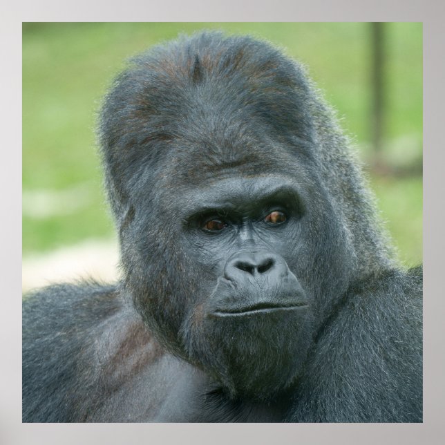 Silverback Dishi Poster (Front)