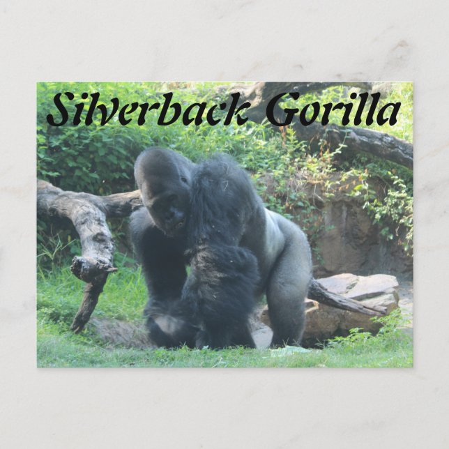Silverback Gorilla # 1 Postcard (Front)