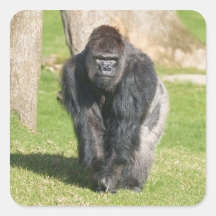 Silverback Gorilla – A Moment of Power Square Sticker