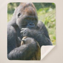 Silverback Gorilla And His Blanket