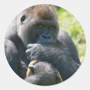 Silverback Gorilla And His Blanket Classic Round Sticker