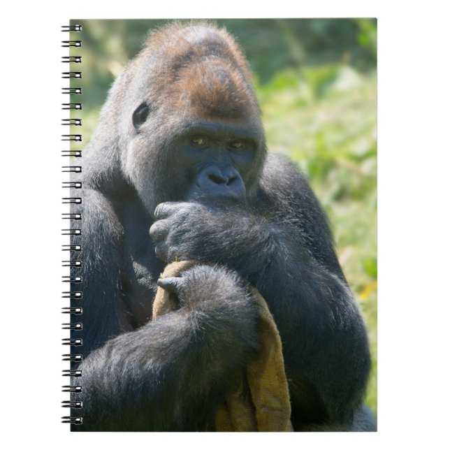 Silverback Gorilla And His Blanket Notebook (Front)