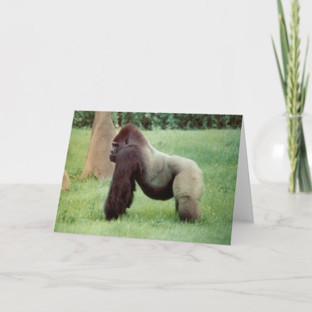 Silverback Gorilla Greeting Card (Front)