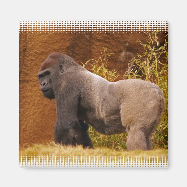 Silverback Gorilla Photo Magnet (Front)