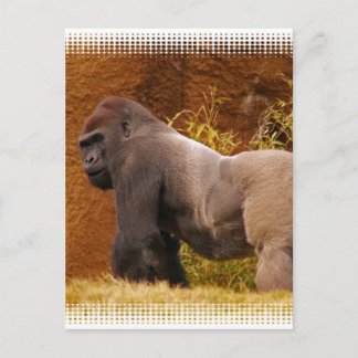 Silverback Gorilla Photo Postcard
