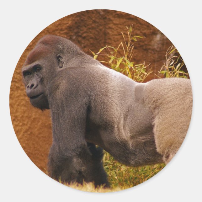 Silverback Gorilla Photo Sticker (Front)