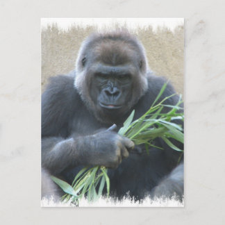 Silverback Gorilla Postcard