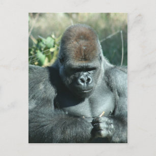 Silverback Gorilla Postcard