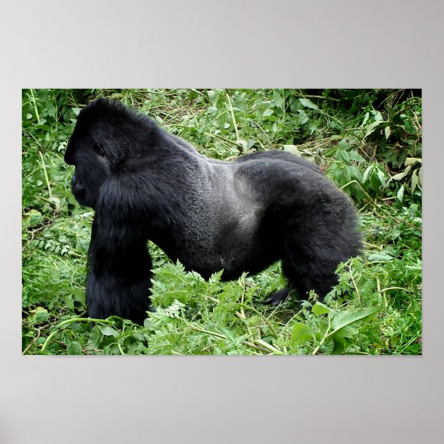 Silverback gorilla poster print (Front)