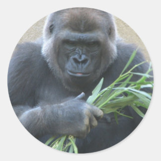 Silverback Gorilla Sticker