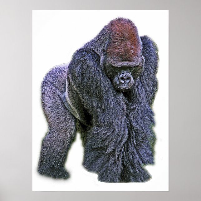 Silverback Gorilla, White Back (g2p2) Poster (Front)