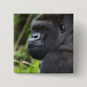 Silverback Lowland Gorilla, Gorilla Captive 15 Cm Square Badge