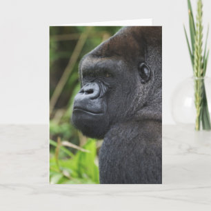 Silverback Lowland Gorilla, Gorilla Captive Card