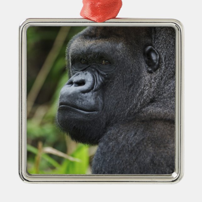 Silverback Lowland Gorilla, Gorilla Captive Metal Tree Decoration (Front)