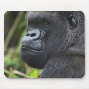 Silverback Lowland Gorilla, Gorilla Captive Mouse Pad