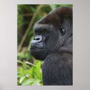 Silverback Lowland Gorilla, Gorilla Captive Poster