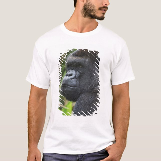 Silverback Lowland Gorilla, Gorilla Captive T-Shirt (Front)