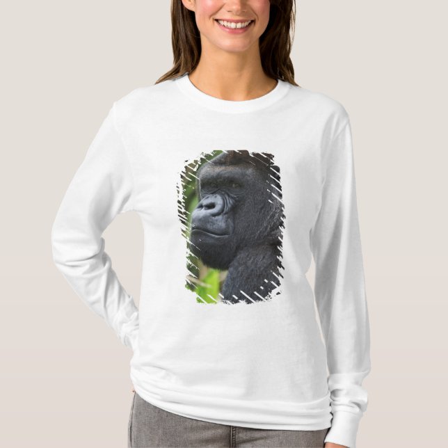 Silverback Lowland Gorilla, Gorilla Captive T-Shirt (Front)