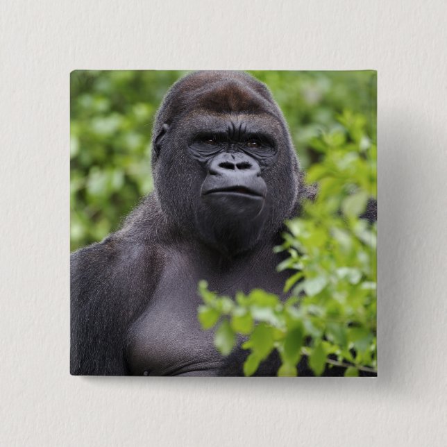 Silverback Lowland Gorilla, Gorilla gorilla, 15 Cm Square Badge (Front)