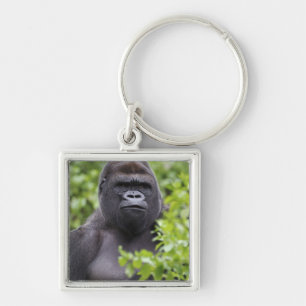 Silverback Lowland Gorilla, Gorilla gorilla, Key Ring