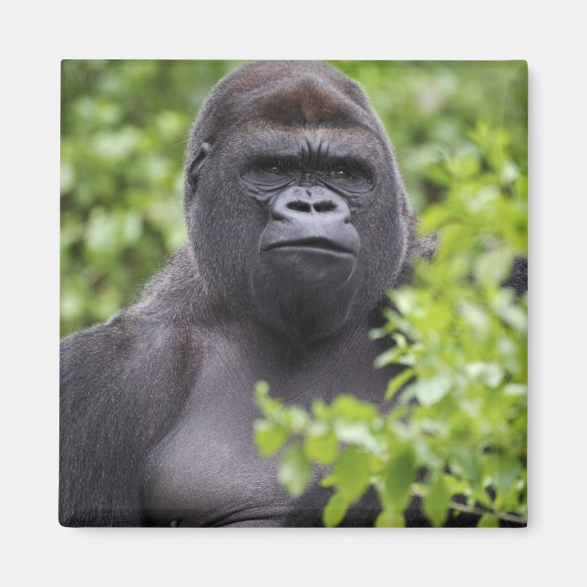 Silverback Lowland Gorilla, Gorilla gorilla, Magnet (Front)