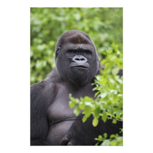 Silverback Lowland Gorilla, Gorilla gorilla, Photo Print