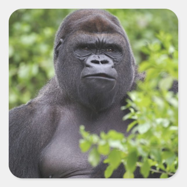 Silverback Lowland Gorilla, Gorilla gorilla, Square Sticker (Front)