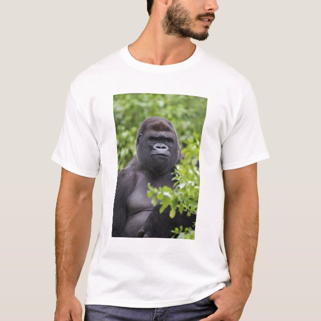 Silverback Lowland Gorilla, Gorilla gorilla, T-Shirt (Front)