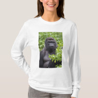 Silverback Lowland Gorilla, Gorilla gorilla,