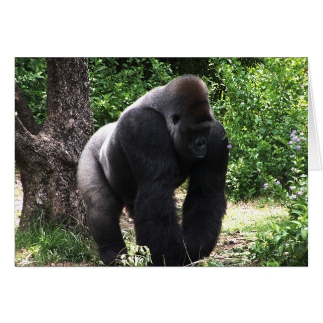 Silverback Male Gorilla walking head down.jpg (Front Horizontal)