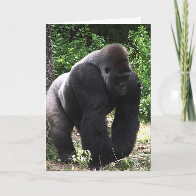 Silverback Male Gorilla walking head down.jpg Card (Front)
