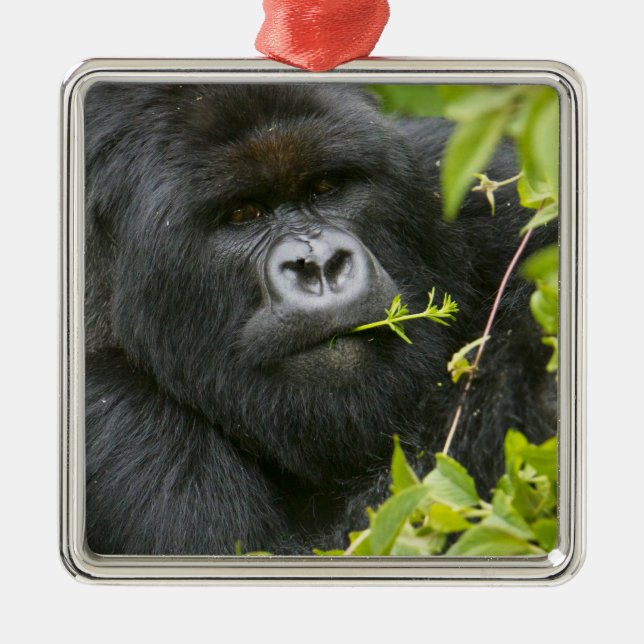 Silverback Mountain Gorilla Metal Tree Decoration (Front)