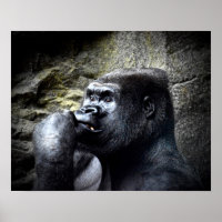 Silverback Mountain Gorilla Thinking