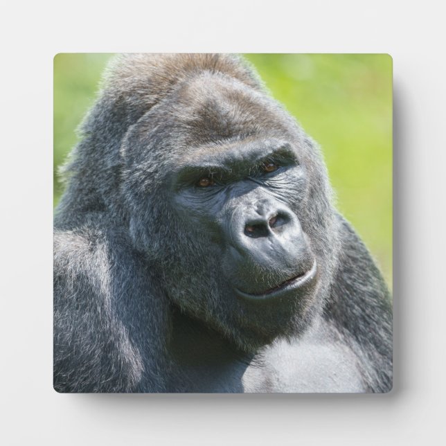 Silverback Portrait Plaque (Front)