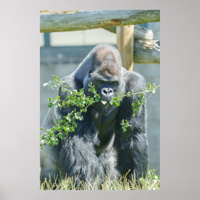 Silverback Snack Time Poster (Front)