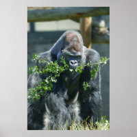 Silverback Splendour