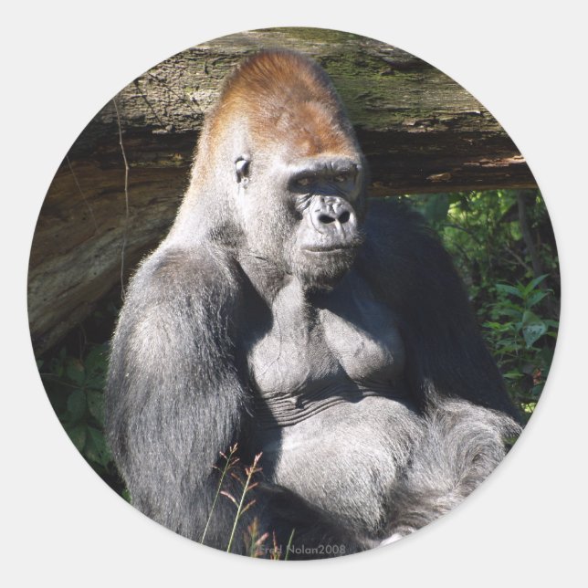 Silverback Sticker (Front)