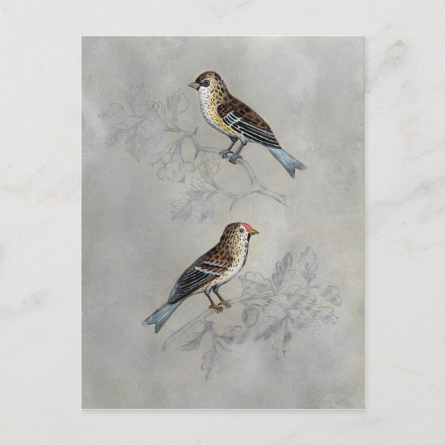Silvered Aviary | Two Birds Postcard (Front)